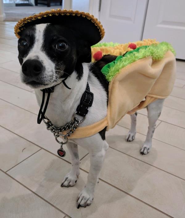 /Images/uploads/Connections Pet Rescue/Howl-o-ween/entries/15233thumb.jpg